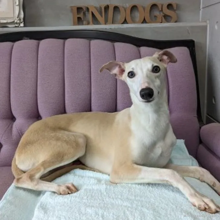 ID:2304-00177の子犬