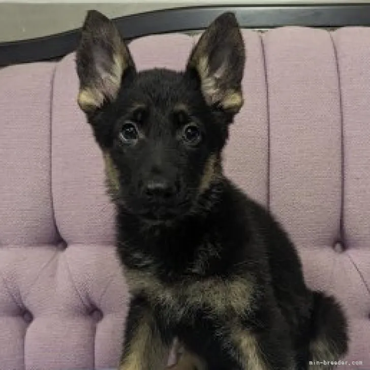 ID:2304-04862の子犬