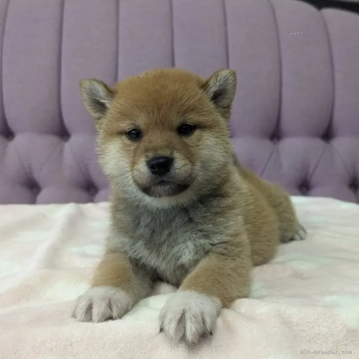 ID:2311-04327の子犬