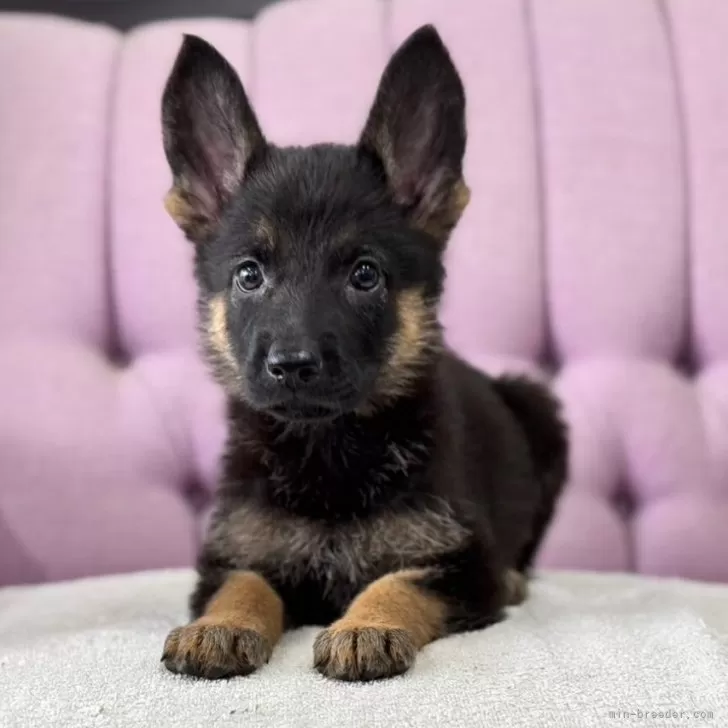 ID：2410-03790の子犬