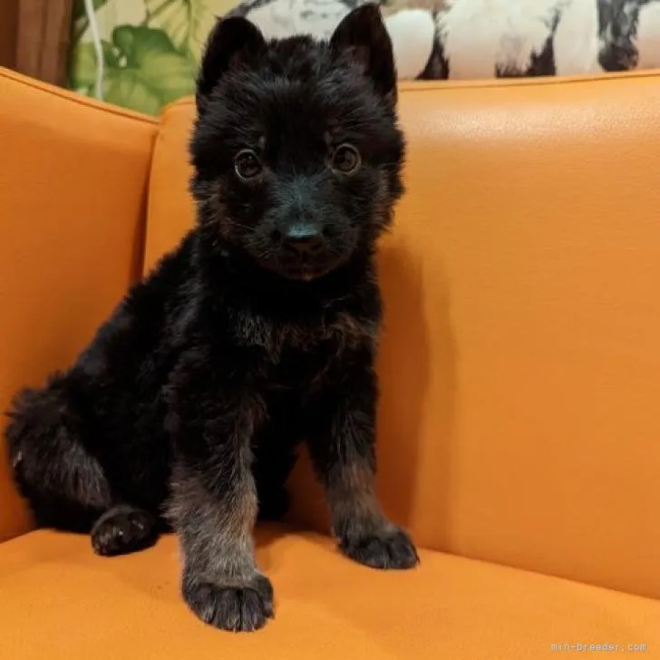 ID:2209-03275の子犬