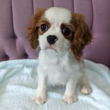 キャバリア【千葉県・男の子・2022年12月21日・ブレンハイム】の写真「比較的落ち着きがあり、慣れるとしっぽブンブン!!」