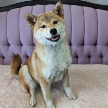 柴犬(標準サイズ)【千葉県・女の子・2022年9月5日・赤】の写真「人だーいすき！呼んだらすっ飛んで戻ってきます！」