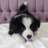 ボーダーコリー【千葉県・男の子・2023年9月8日・ブラック&ホワイト】の写真3