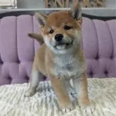 柴犬(標準サイズ)【千葉県・男の子・2023年6月4日・赤】の写真4「7/27撮影　両耳立ちました！」
