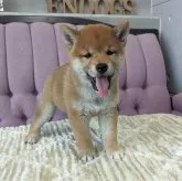 柴犬(標準サイズ)【千葉県・男の子・2023年6月4日・赤】の写真5「7/27撮影」