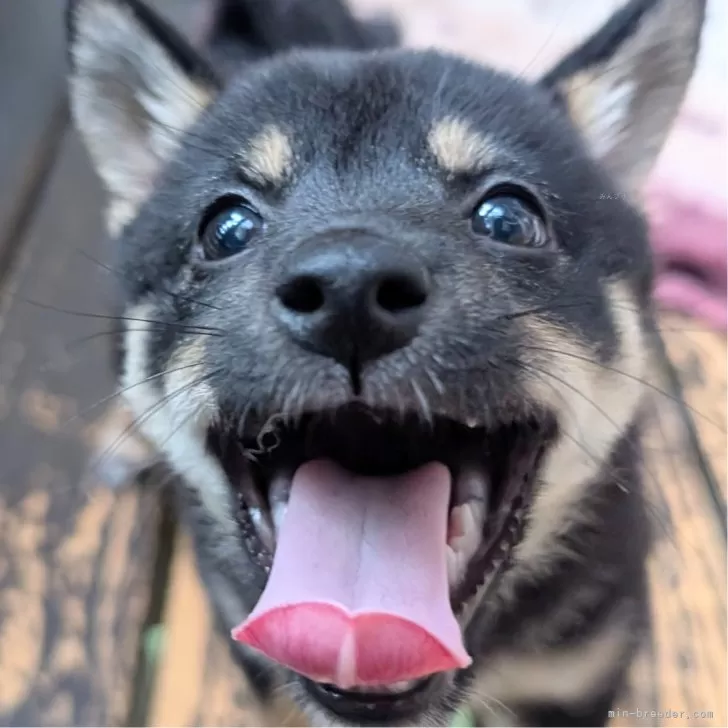 ID：2508-01371の子犬