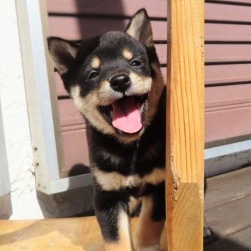柴犬(豆柴)【長野県・女の子・2024年12月28日・黒】の写真「元気いっぱい毎日全力少女」