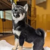 豆柴