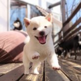 柴犬(豆柴)
