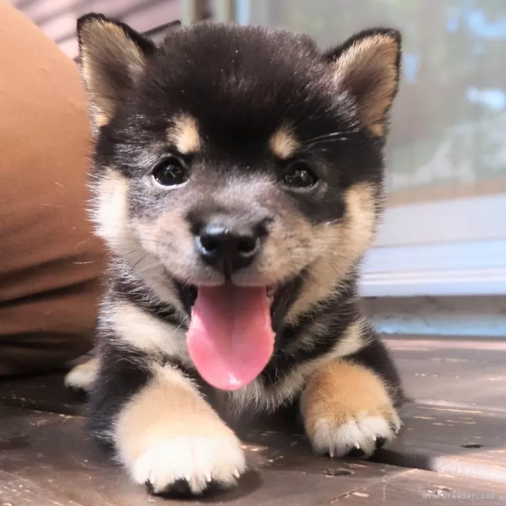 ID：2408-06233の子犬