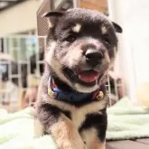 豆柴【長野県・女の子・2024年5月28日・黒】の写真2「お外で遊ぶの大好き」