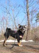 柴犬【・女の子・2022年9月12日・黒】「趣味は枝集め」