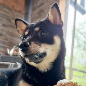 柴犬【・女の子・2022年9月12日・黒】「少し大人びた表情もできますよ🫣」