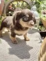 チワックス(チワワ×ダックスフンド)【青森県・男の子・2025年5月8日・チョコレートアンドタン】の写真10