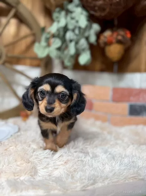 チワックス(チワワ×ダックスフンド)【青森県・男の子・2025年10月5日