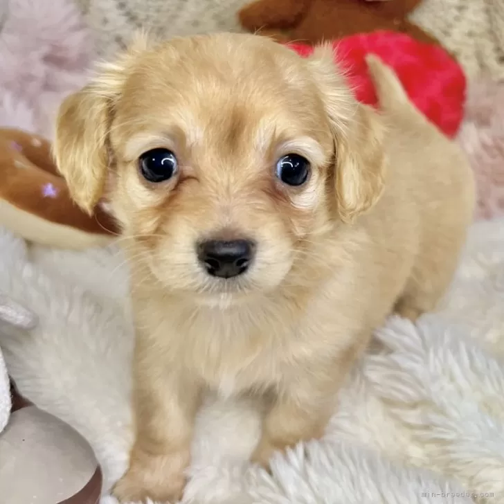 ID:2502-02787の子犬
