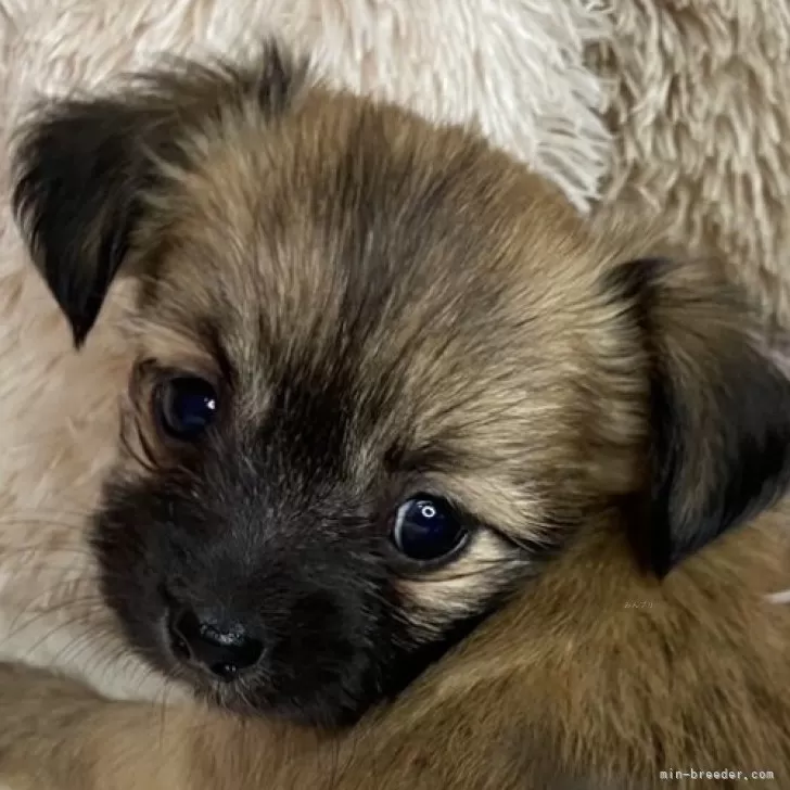 ID:2501-02845の子犬