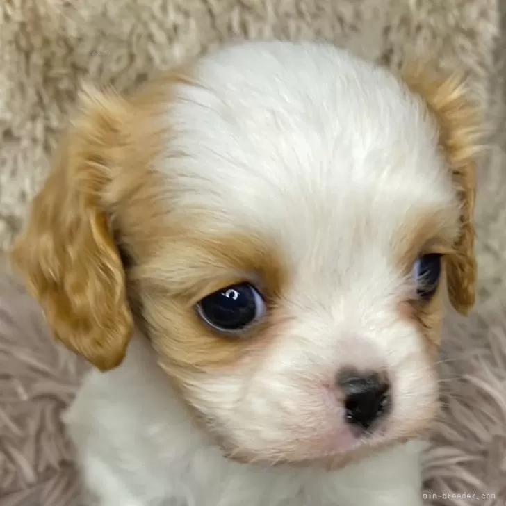 ID：2501-02898の子犬