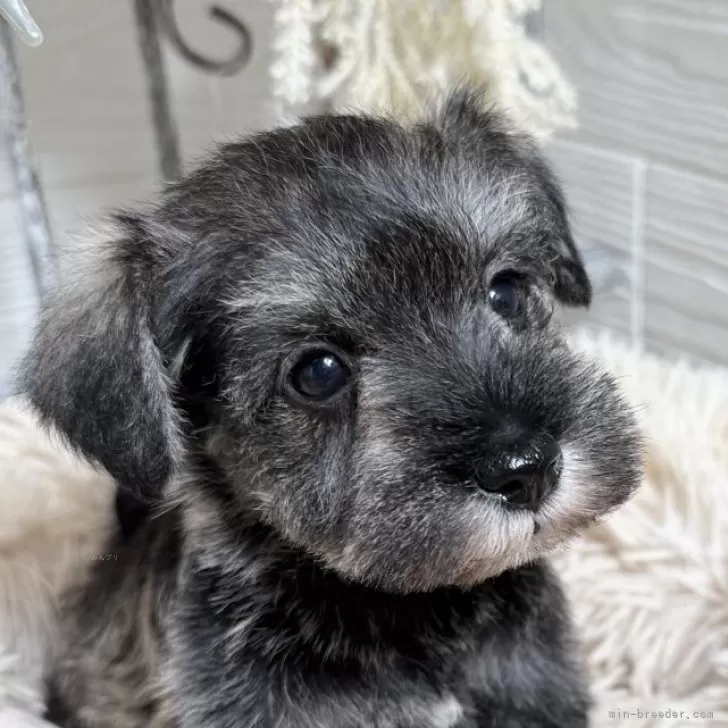 ミニチュアシュナウザー【青森県・女の子・2025年10月9日・ソルトアンドペッパー】の写真1