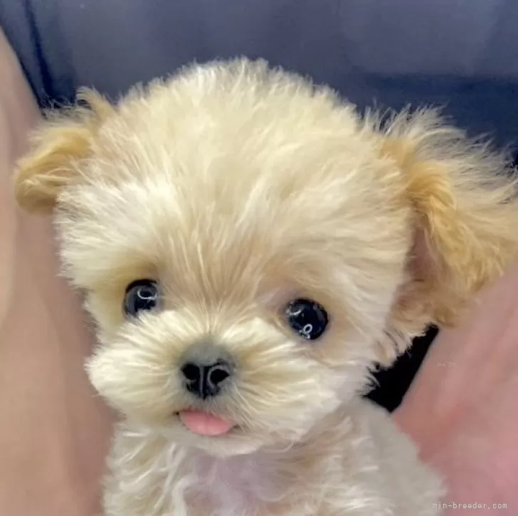 ID:2503-02352の子犬