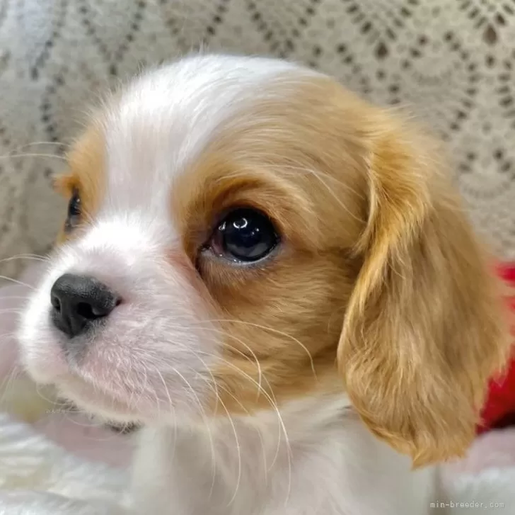 ID：2502-00067の子犬