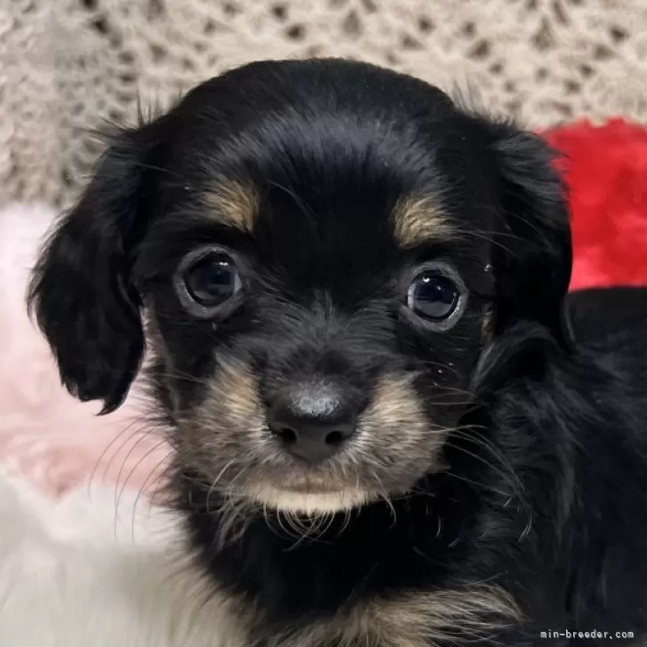 ID:2502-04007の子犬