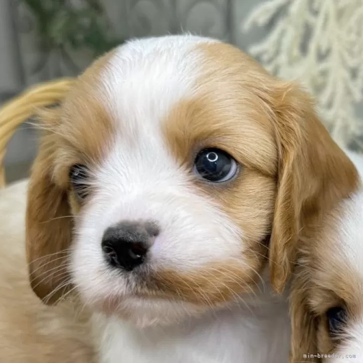 ID：2508-02585の子犬