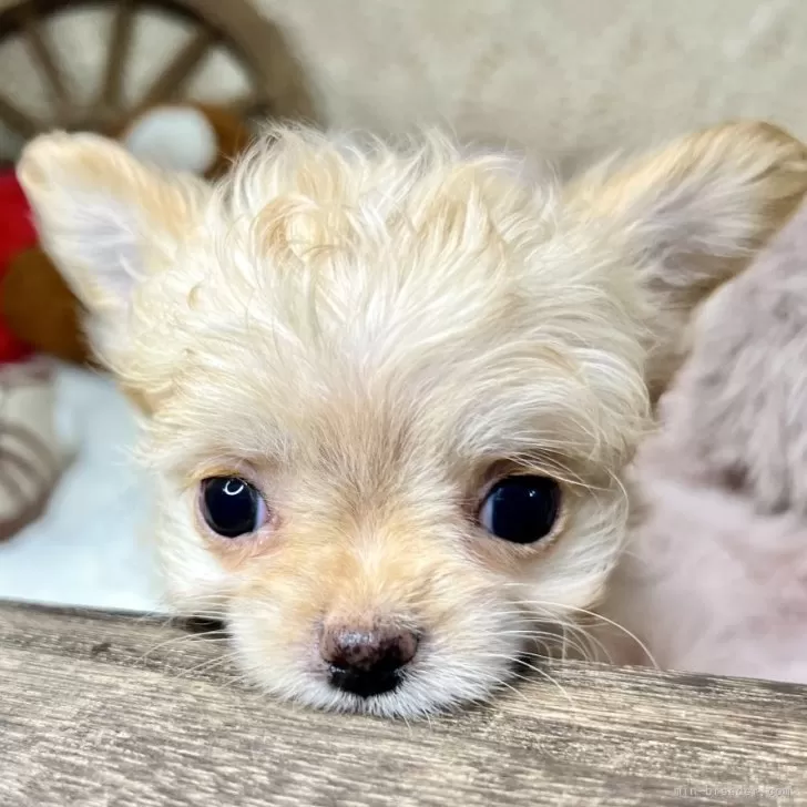 ID：2503-01010の子犬