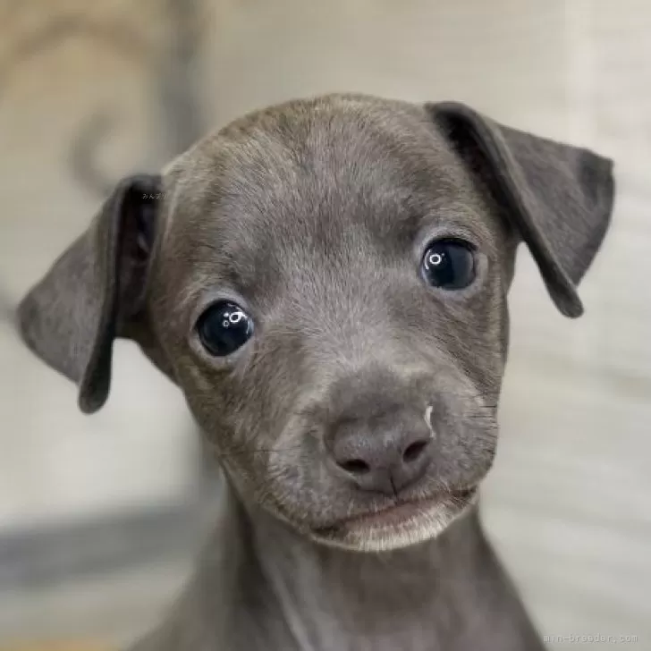 ID：2508-02023の子犬