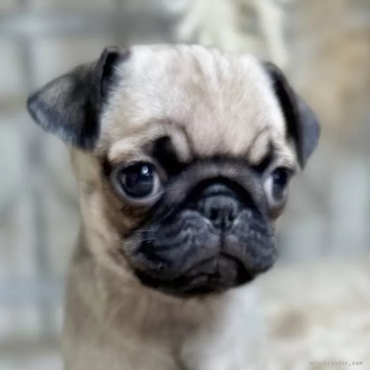 パグ【青森県・女の子・2025年9月19日・フォーン】の写真1