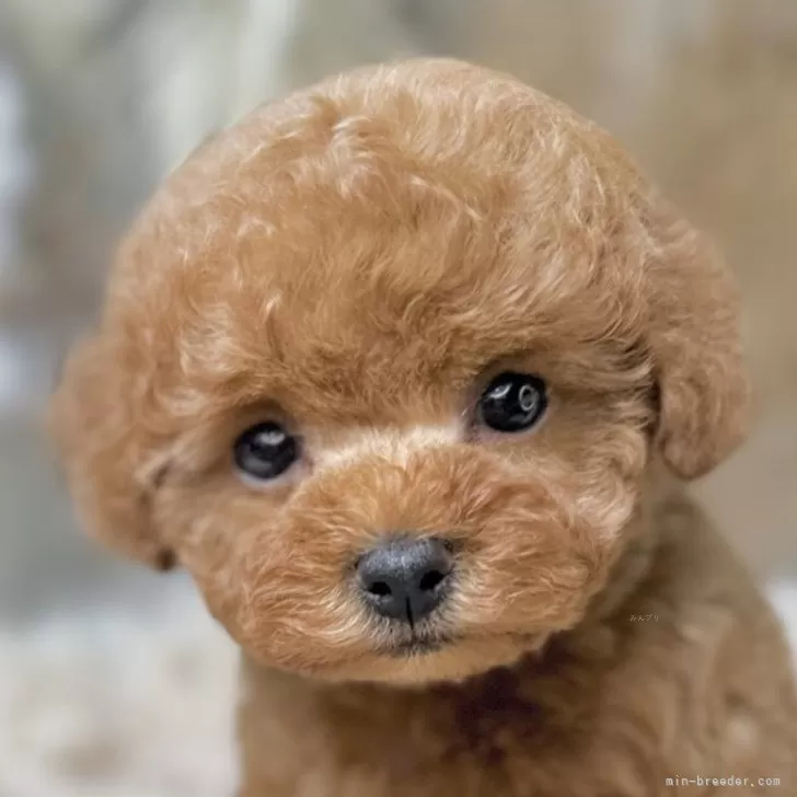 ID：2510-08165の子犬