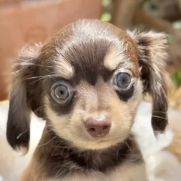 チワックス(チワワ×ダックスフンド)【青森県・男の子・2025年5月