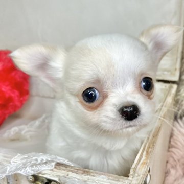 チワワ(ロング)【青森県・男の子・2025年2月24日・クリームアンドホワイト】の写真「とっても小さなチワワちゃん💓」