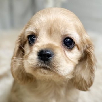 ミックス(キャバリア×アメリカンコッカースパニエル)【青森県・女の子・2025年9月12日・フォーン】の写真「上目遣いがたまらないキャバコッカーちゃん💕」