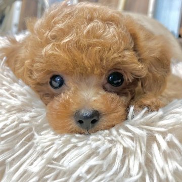 トイプードル(トイ)【青森県・男の子・2024年12月6日・レッド】の写真「超小柄で可愛らしい💛トイプードルの男の子💓」