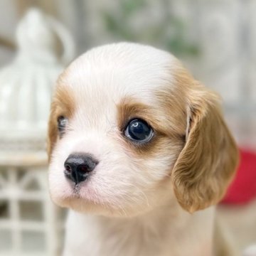 キャバリア【青森県・女の子・2025年6月21日・ブレンハイム】の写真「可愛らしいお顔と仕草💓女の子です🎀」