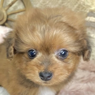 ポメプー(ポメラニアン×トイプードル)【青森県・男の子・2025年1月23日・レッド】の写真「滑らかな毛並みがたまらない💓ポメプーちゃん❣️」