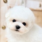 マルビジョン(ビションフリーゼ×マルチーズ)