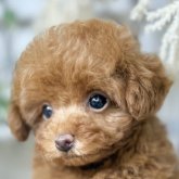 トイプードル(タイニー)