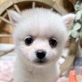 ポメ柴(ポメラニアン×柴犬)