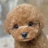 タイニープードル