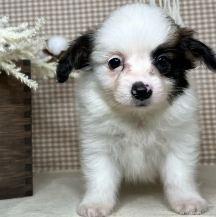 ID：2308-01743の子犬