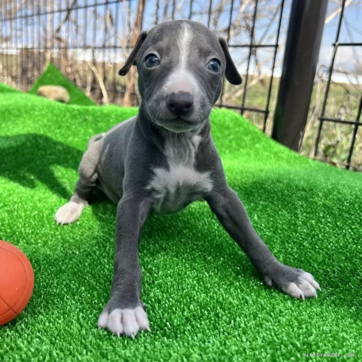 ID:2404-02606の子犬
