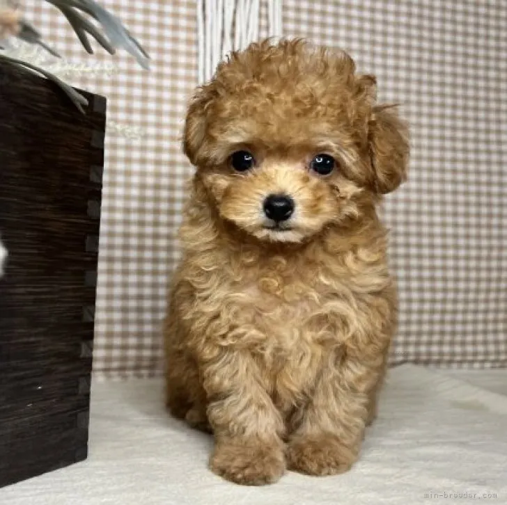 ID:2309-06823の子犬