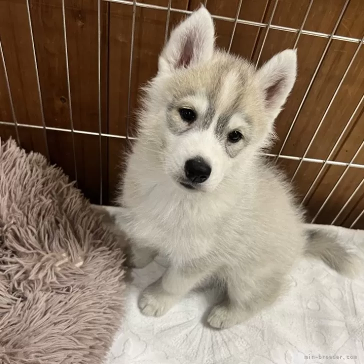 ID:2403-04173の子犬