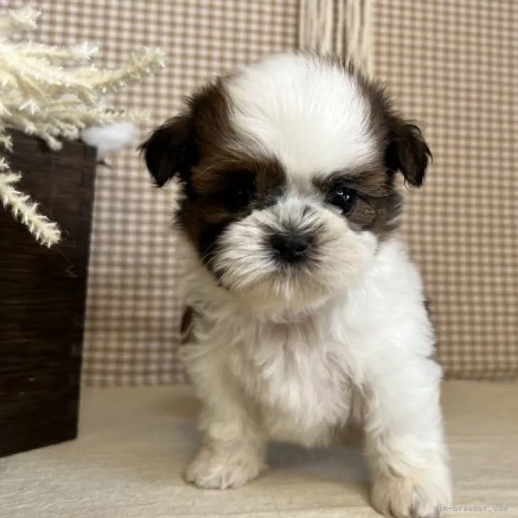 ID:2308-06772の子犬