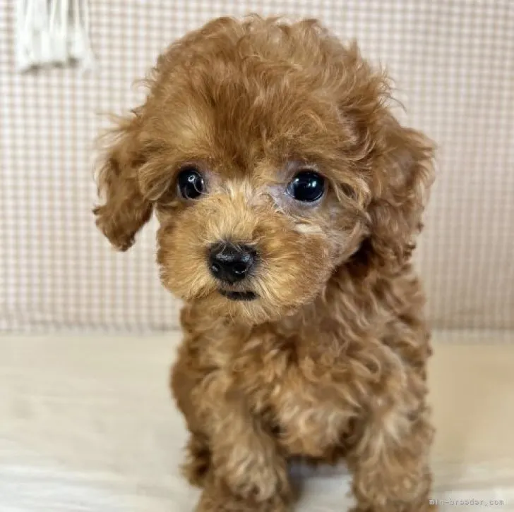 S.I 様のお迎えした子犬
