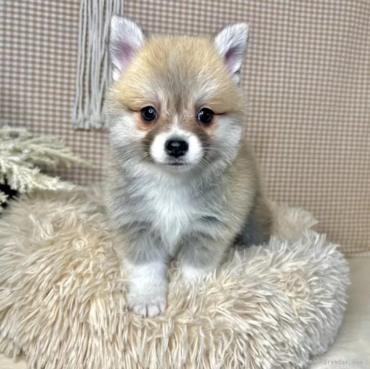 ID:2401-00597の子犬