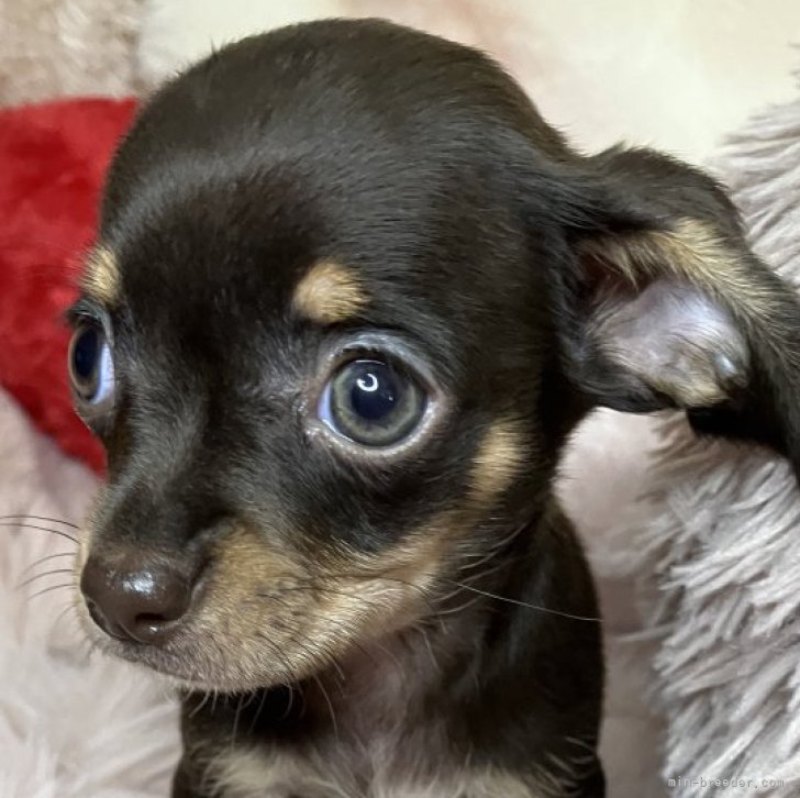 チワックス(チワワ×ダックスフンド)【青森県・女の子・2024年8月